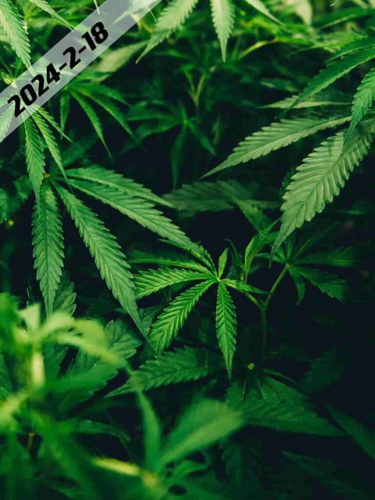 cannabis